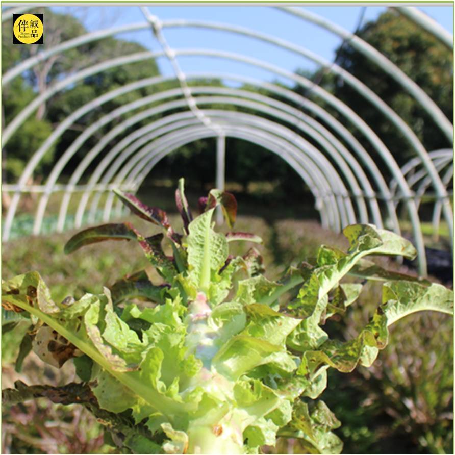 莴笋（露天种植）1斤 | 广东惠州特石有机农业【只发广东】