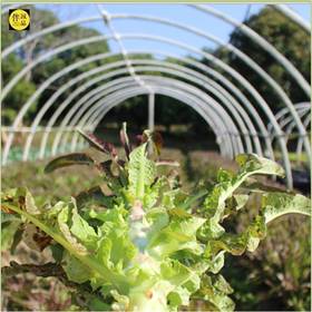 莴笋（露天种植）1斤 | 广东惠州特石有机农业【只发广东】