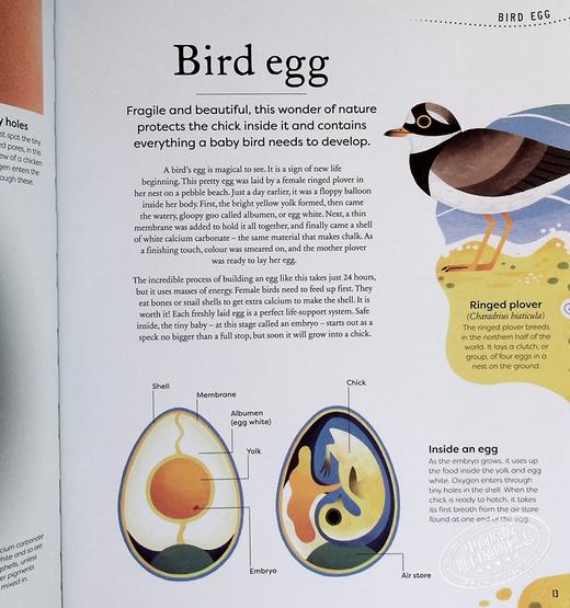 预售 【中商原版】DK典藏博物馆 大自然的宝藏 Nature s Treasures 英文原版 Tales Of More Than 100 From Nature Ben Hoare 趣味百科 商品图4