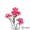 多头康乃馨 | 樱桃太子 商品缩略图3