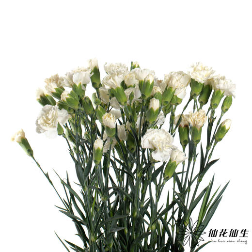 多头康乃馨 | 茉莉 商品图3