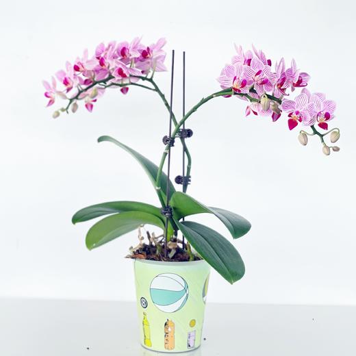 蝴蝶兰 商品图0