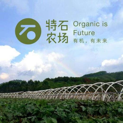 苦瓜1斤 | 广东惠州特石有机农业【只发广东】 商品图1