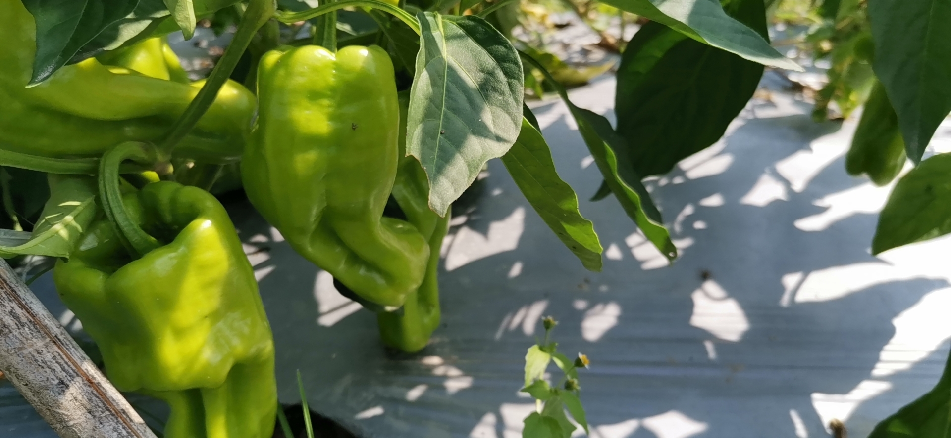 皱皮椒0.8斤 | 广东惠州特石有机农业【只发广东】