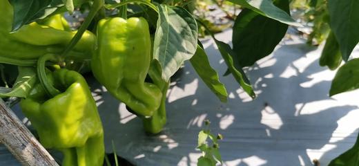 皱皮椒0.8斤 | 广东惠州特石有机农业【只发广东】 商品图0