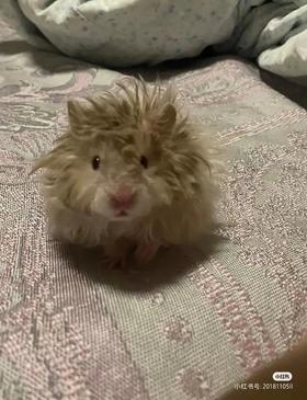 2田晓东测试商品app操作发货哦哦哦哦哦哦