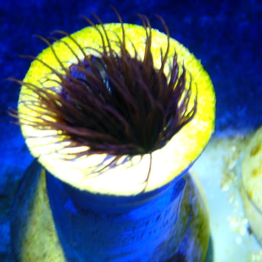 紫须千手佛 商品图3