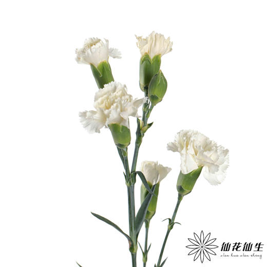 多头康乃馨 | 茉莉 商品图2