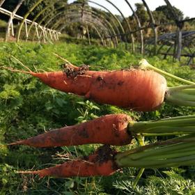 有机胡萝卜1斤 | 广东惠州 特石有机农业【只发广东】