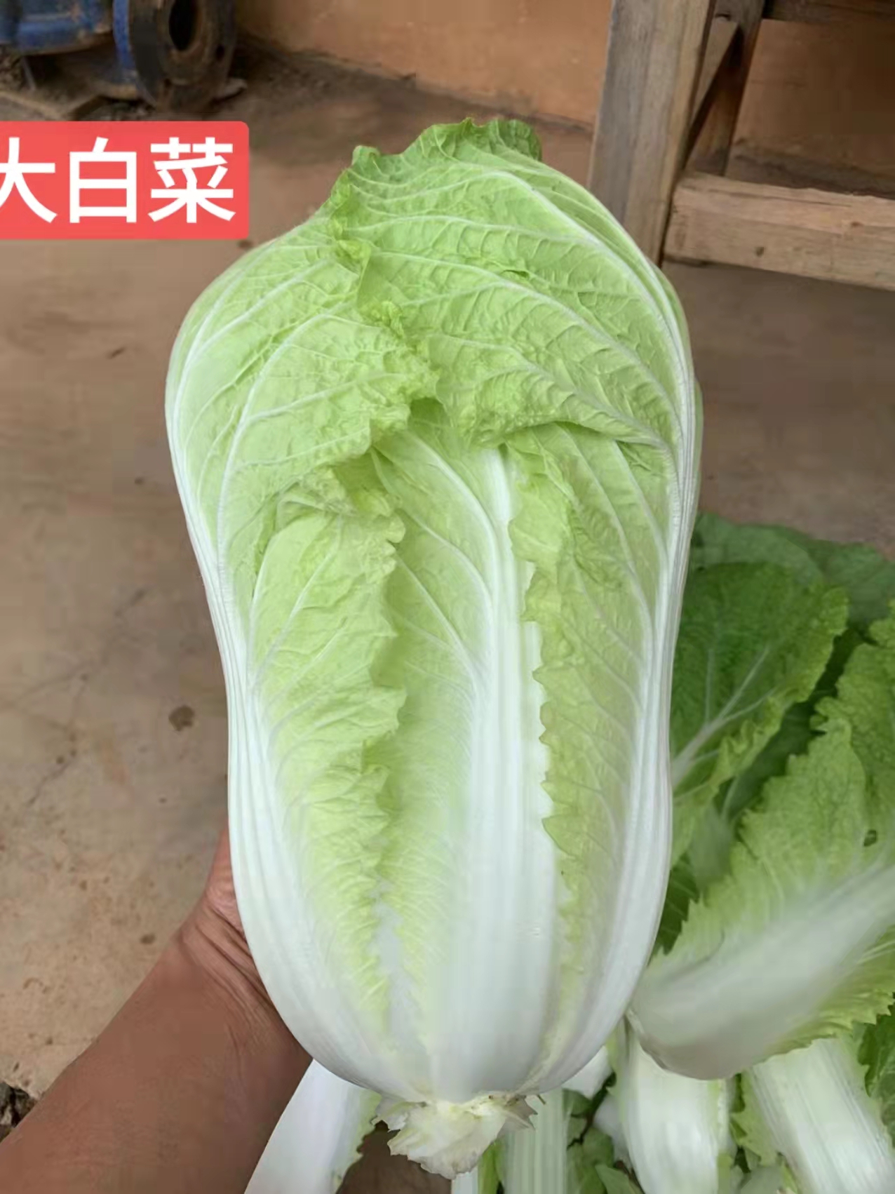 大白菜  500g/云南丰之谷农场