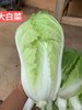 大白菜  500g/云南丰之谷农场 商品缩略图0