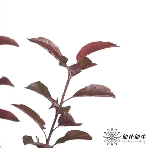 叶材 | 红叶李（露天种植 可能会有虫眼  介者慎拍） 商品图1