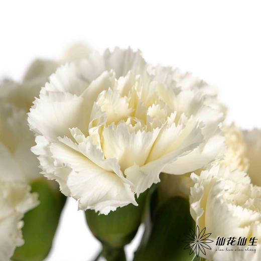 多头康乃馨 | 茉莉 商品图1