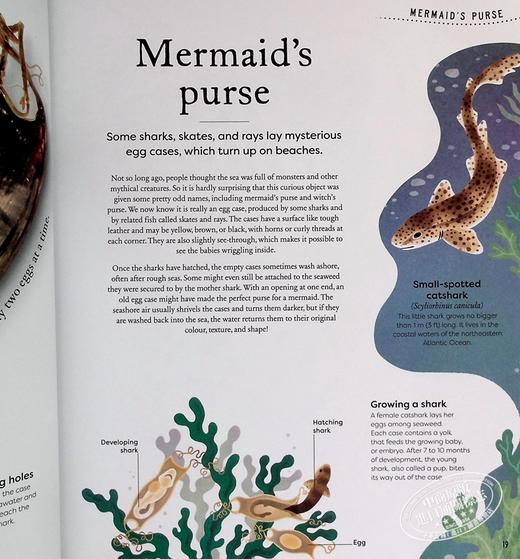 预售 【中商原版】DK典藏博物馆 大自然的宝藏 Nature s Treasures 英文原版 Tales Of More Than 100 From Nature Ben Hoare 趣味百科 商品图5