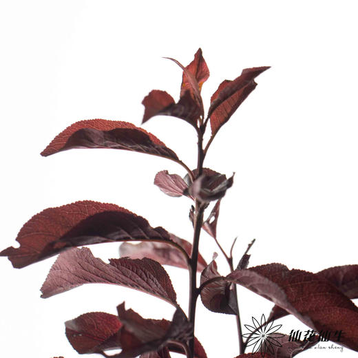 叶材 | 红叶李（露天种植 可能会有虫眼  介者慎拍） 商品图0