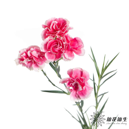 多头康乃馨 | 樱桃太子 商品图1