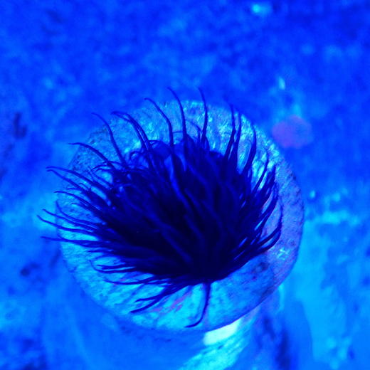 紫须千手佛 商品图2