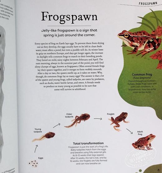 预售 【中商原版】DK典藏博物馆 大自然的宝藏 Nature s Treasures 英文原版 Tales Of More Than 100 From Nature Ben Hoare 趣味百科 商品图6