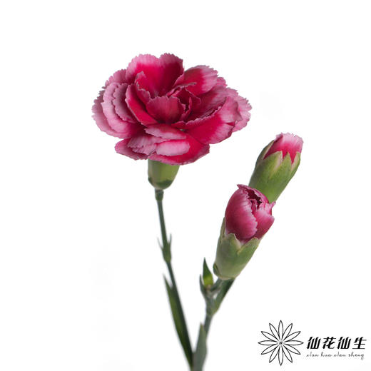 多头康乃馨 | 皇太子 商品图1