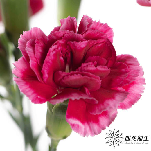 多头康乃馨 | 皇太子 商品图0