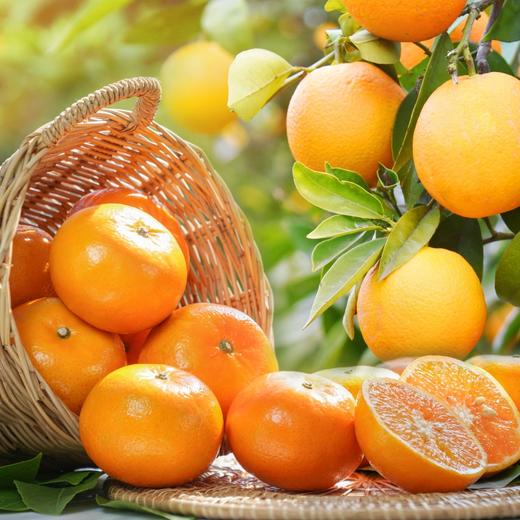 2PH澳橘(2颗) 商品图0