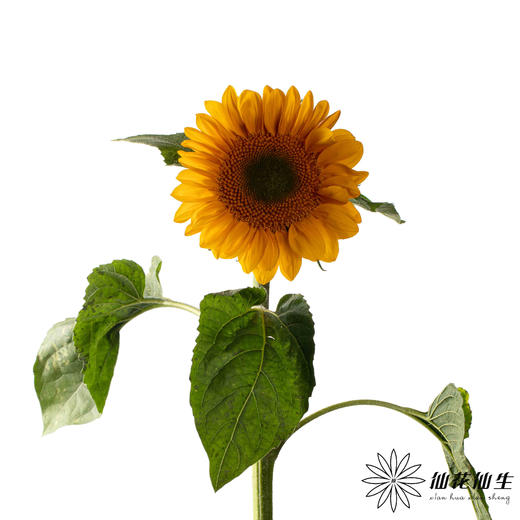 向日葵 | 绿心黄金眼 商品图3