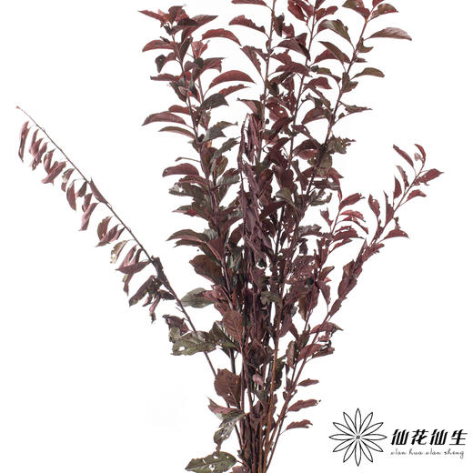 叶材 | 红叶李（露天种植 可能会有虫眼  介者慎拍） 商品图2