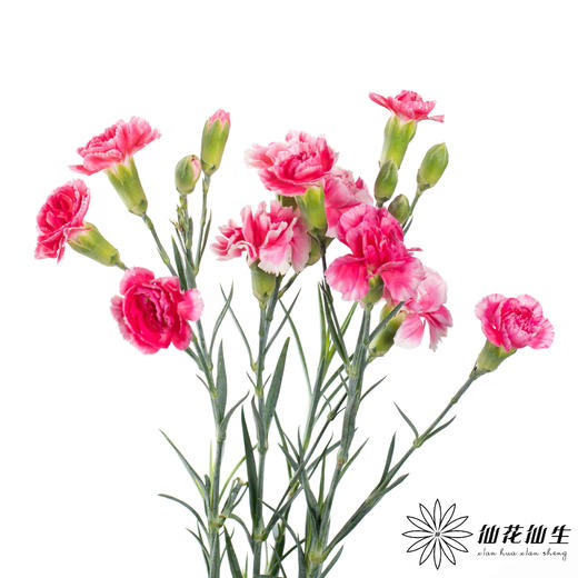 多头康乃馨 | 樱桃太子 商品图2