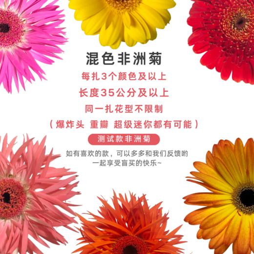 非洲菊 混色 10枝一扎 商品图0