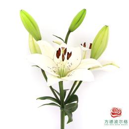 百合-眼线二头 5枝一扎 - 方德鲜花旗舰店