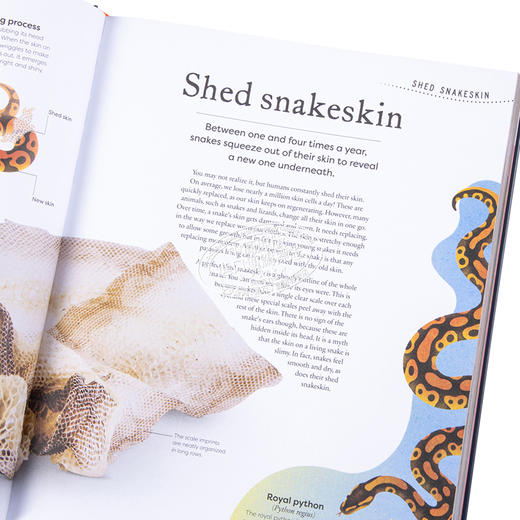 预售 【中商原版】DK典藏博物馆 大自然的宝藏 Nature s Treasures 英文原版 Tales Of More Than 100 From Nature Ben Hoare 趣味百科 商品图3