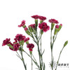 多头康乃馨 | 皇太子 商品缩略图3