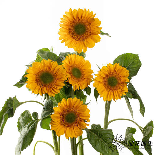 向日葵 | 绿心黄金眼 商品图4