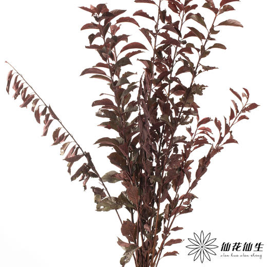 叶材 | 红叶李（露天种植 可能会有虫眼  介者慎拍） 商品图3