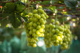 夏音玛斯卡特葡萄