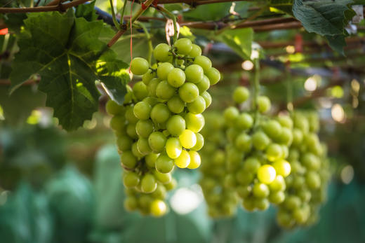 夏音玛斯卡特葡萄 商品图0