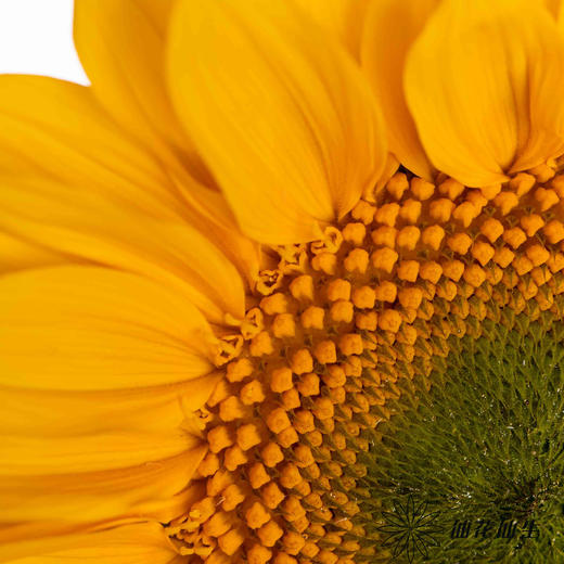 向日葵 | 绿心黄金眼 商品图1