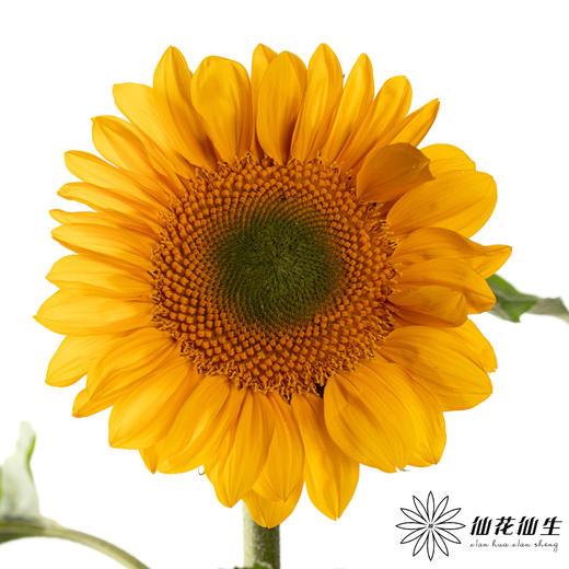 向日葵 | 绿心黄金眼 商品图2
