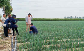 大葱种植时间和种植方法