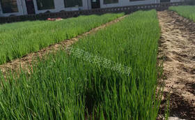 大葱育苗都有哪些茬口？如何选择合适的育苗茬口？