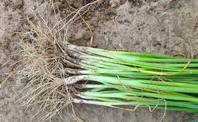 大葱根系不好怎么办？大葱养根需要用什么肥料？