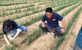 大葱秋季育苗注意事项