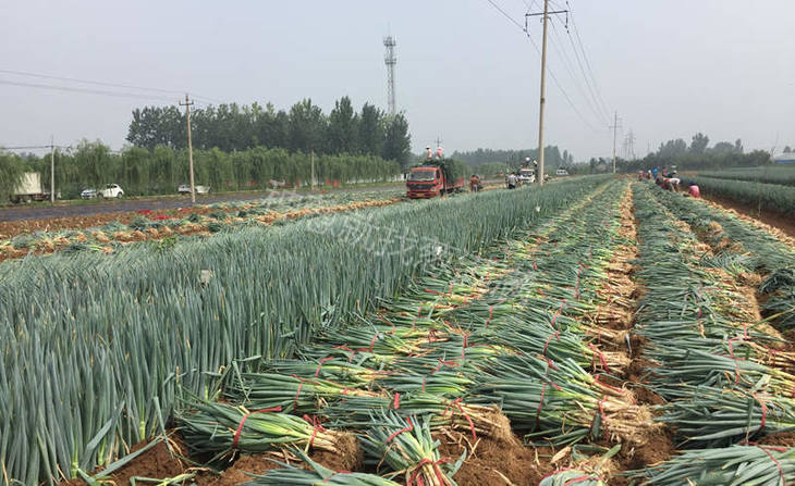 一代原种钢葱出葱