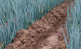 雨季如何管理大葱