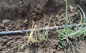 大葱苗出现苗黄苗弱是怎么回事？如何防治？