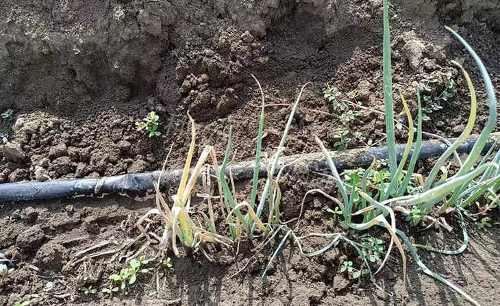 种子特性太差导致大葱发育多病