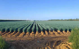 不同温度对大葱生长有哪些影响？