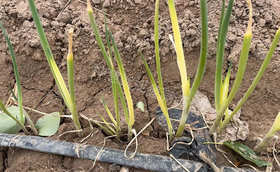 大葱可以用尿素吗?大葱用尿素效果好吗?