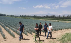 秋季大葱什么时候育苗?什么时候移栽?