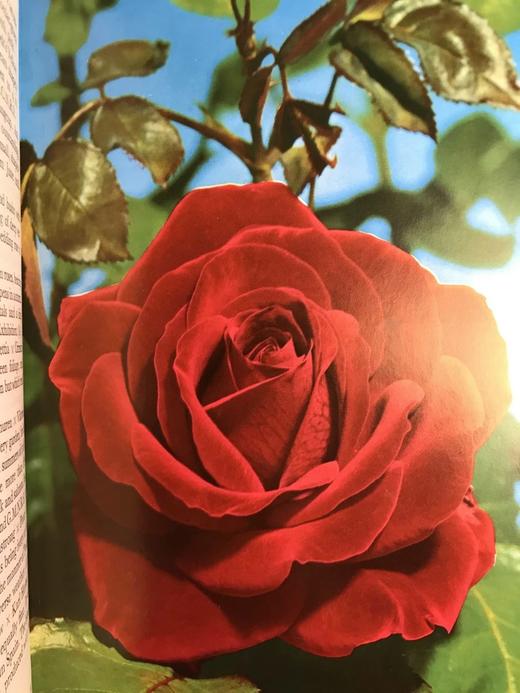 玫瑰完全手册 69幅彩色33幅黑白插图 精装18开 商品图9